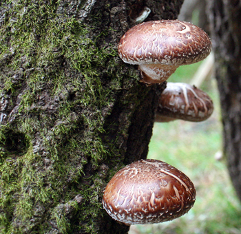 shiitake mushroom