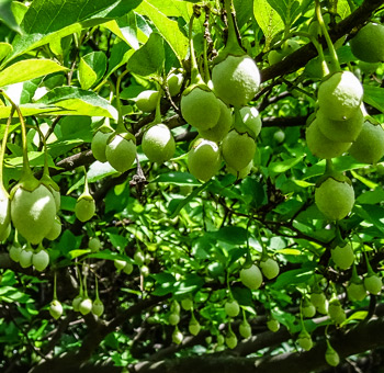 Japanese Apricot